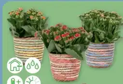 PENNY Gefüllte Kalanchoe Angebot