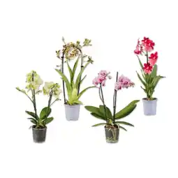 Lidl Orchidee-Sondersorte Lidl Angebot
