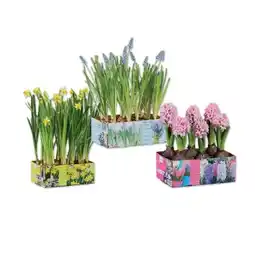 Lidl Blumenzwiebel Sixpack Hyazinthe, Muscari oder Narzisse Maße Sixpack 20 x 14 cm Lidl Angebot