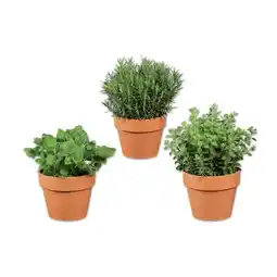 Lidl Italienische Kräuter im Terracottatopf div. Sorten Lidl Angebot