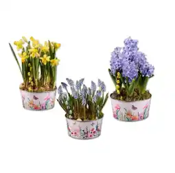 Lidl Zinkschale mit Frühlingsblumen Hyazinthe, Narzisse oder Muscari Lidl Angebot