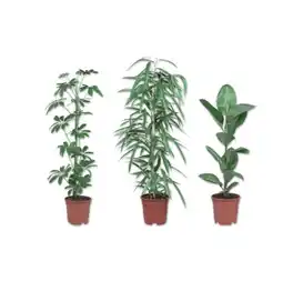 Lidl Grünpflanze Verschiedene Arten Lidl APP Preis Angebot