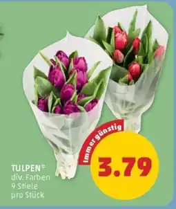 PENNY TULPEN Angebot