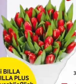 Billa Da komm' ich her Markttulpen Angebot