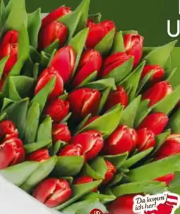 Billa Da komm' ich her Markttulpen Angebot