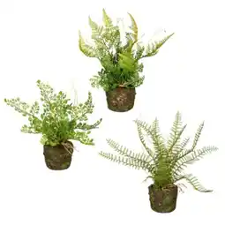 Mömax Dekopflanze Farn Angebot