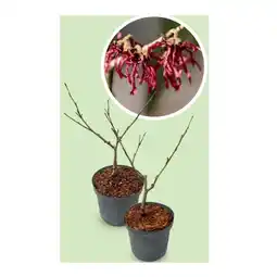 Hofer Hamamelis Mix HOFER Angebot