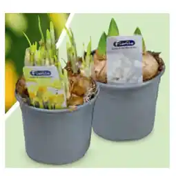 Hofer Zwiebelpflanzen Narzisse, Hyazinthe oder Muscari, Ø-Topf: 10,5 cm HOFER Angebot