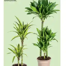 Hofer Grünpflanzen-Mix Deluxe versch. Sorten HOFER Angebot