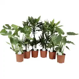 Metro Grünpflanzen versch. Sorten, Preisangabe ohne MwSt. (Preis inkl. MwSt. 3,94 €), METRO Angebot