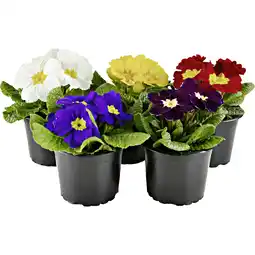 Metro Primel, Preisangabe ohne MwSt. (Preis inkl. MwSt. 1,68 €), METRO Angebot