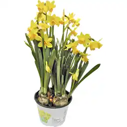 Metro Narzisse, Preisangabe ohne MwSt. (Preis inkl. MwSt. 1,68 €), METRO Angebot