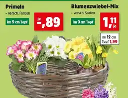 Thomas Philipps Blumenzwiebel-Mix Angebot
