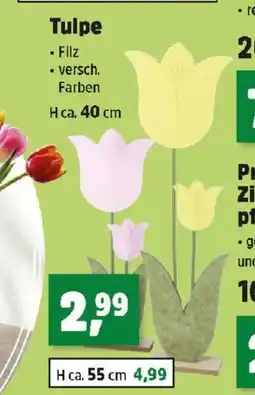 Thomas Philipps Tulpe Angebot