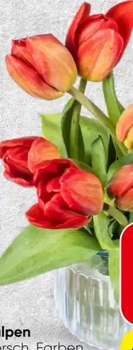 Spar Tulpen Angebot