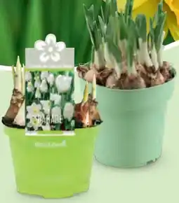Hofer Blumenzwiebel-Mix Angebot
