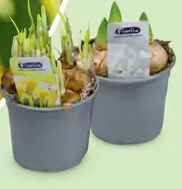 Hofer Narzissen Angebot