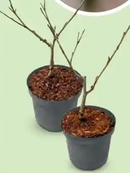 Hofer Hamamelis Mix Angebot