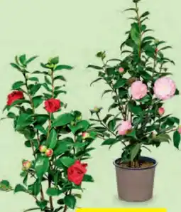 Hofer Kamelie Angebot