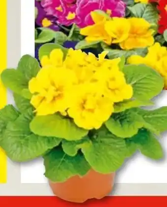 Hellweg Primel Angebot