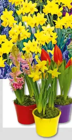 Hellweg Zwiebelpflanzen-Mix Angebot