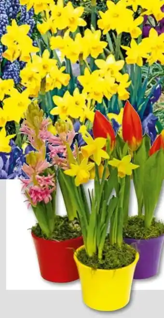 Hellweg Zwiebelpflanzen-Mix Angebot