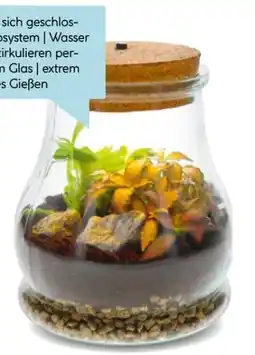 Hellweg bepflanztes Glas Angebot