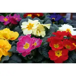 Hellweg Primel 526113 HELLWEG Angebot