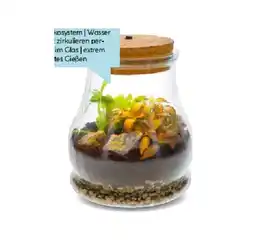 Hellweg bepflanztes Glas 311902 HELLWEG Angebot