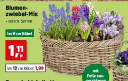 Thomas Philipps Blumen- zwiebel-Mix Angebot