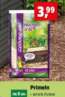 Thomas Philipps Primeln Angebot