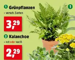 Thomas Philipps Grünpflanzen Angebot