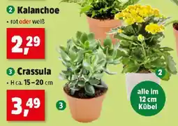 Thomas Philipps Kalanchoe Angebot