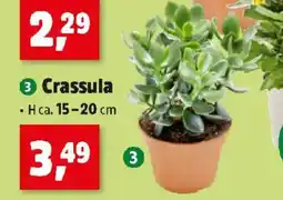 Thomas Philipps Crassula Angebot