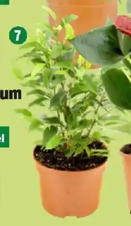 Thomas Philipps Ficus Natascha Angebot