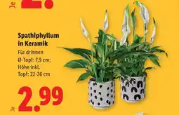 Lidl Spathiphyllum in Keramik Angebot