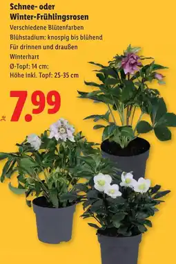 Lidl Schnee- oder Winter-Frühlingsrosen Angebot