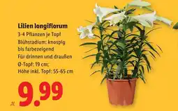 Lidl Lilien longiflorum Angebot