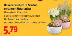 Lidl Blumenzwiebeln in Zement- schale mit Herzstecker Angebot