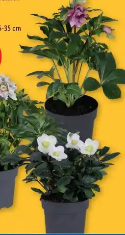 Lidl Schnee-Frühlingsrosen Angebot