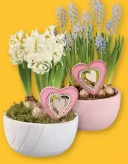 Lidl Blumenzwiebeln Angebot