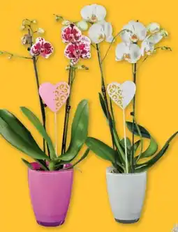 Lidl Orchidee Angebot