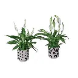 Lidl Spathiphyllum in Keramik Lidl Angebot