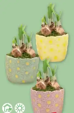 PENNY Narzissen Angebot