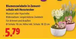 Lidl Blumenzwiebeln in Zementschale mit Herzstecker Angebot