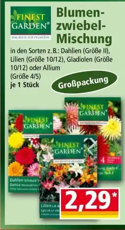 Norma Blumenzwiebel-Mischung Angebot