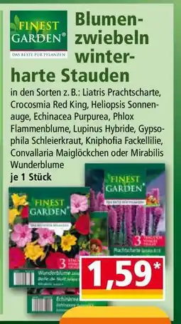 Norma Blumenzwiebeln winterharte Stauden Angebot