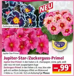 Norma Jupiter-Star-/Zuckerguss-Primel Angebot