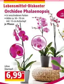 Norma Orchidee Phalaenopsis Angebot