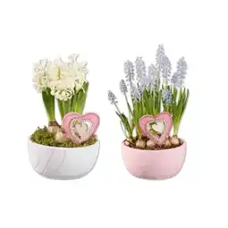 Lidl Blumenzwiebeln in Zementschale mit Herzstecker Muscari oder Hyazinthe Lidl Angebot